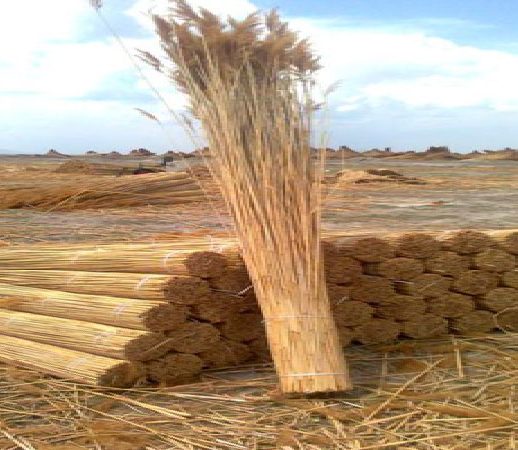 cati-kamisi-2-355x455-(1)