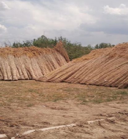 cati-kamisi-9-355x455