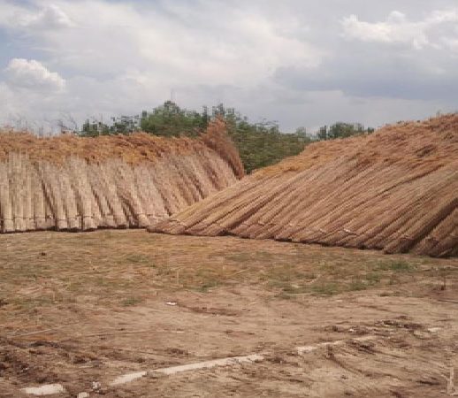 cati-kamisi-9-355x455